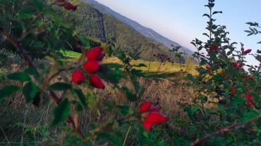 72567751 515205805965335 3900758159437856768 N