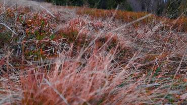 82796593 607037066698985 5423185342721163264 N