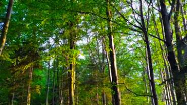 90976362 1815804201883782 4447667226052395008 N