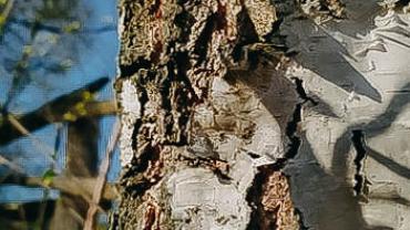 93786086 253426199383356 8341979391198232576 N