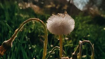 93852239 279223576419646 2316036289457029120 N