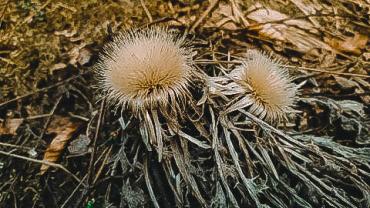 93968578 1117121358623705 3467820383644680192 N