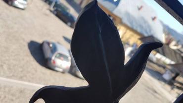 17630010 10206630917610310 7524935707130167092 N