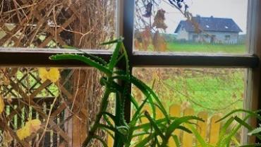 Oleksandr Shpakivskyi 4