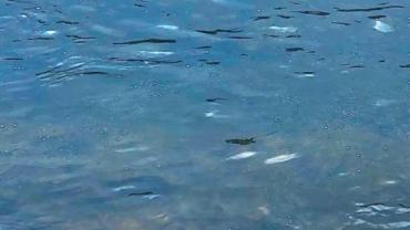 Oleksandr Shpakivskyi 8