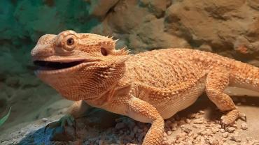 75061075 441512609903605 5734301628203270144 N