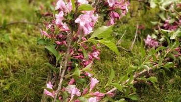 100868648 10213317225803836 3041575077431738368 N