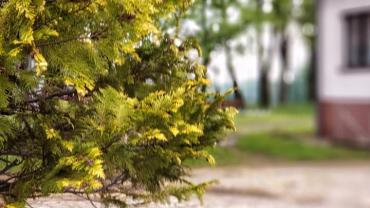 101038855 10213317223843787 4150182629896880128 N