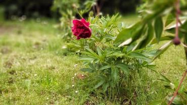 101038989 10213317227003866 5170739010582085632 N