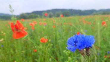 105939399 10213494201868127 1236152225848660540 N