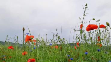 105942923 10213494201228111 3619729880207630860 N