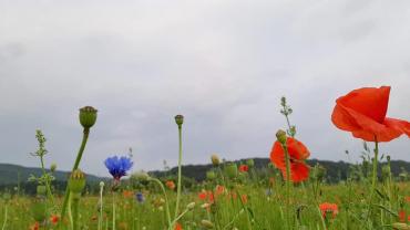 106103099 10213494201508118 4723292929890022531 N