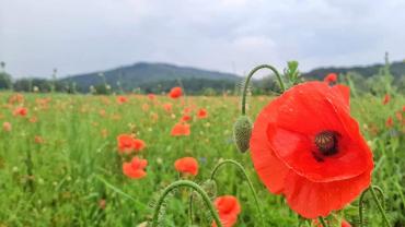 106116103 10213494200668097 6802109861688989929 N