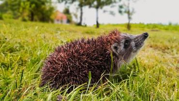 116283964 10213698404053054 7171304952028436158 O