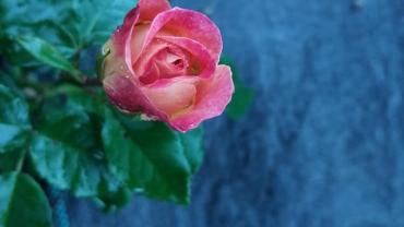 116338672 2637527109822558 1579797925969433779 N