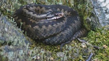 116348885 620063475556025 941640308553142625 N