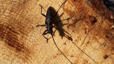 117772373 1133410557029408 7376078265667482689 N