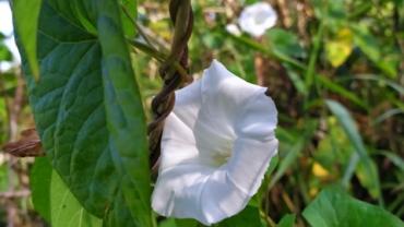 117950455 337693347261047 3941882659752550944 N