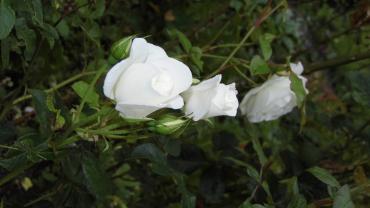 Received 1346858305512949