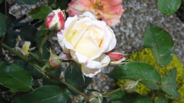 Received 277667183316982