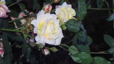 Received 305043027346939