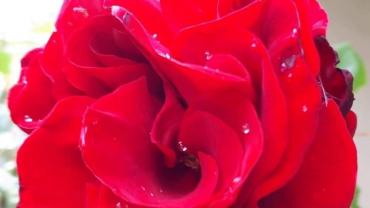 118529060 3460429183995196 1516538163268659264 O