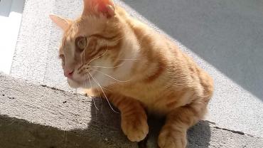 118540407 3460428240661957 5336170535559364994 O