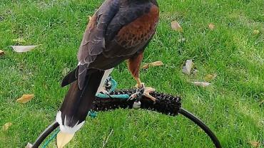 118540934 3460427370662044 5617100594601466903 O