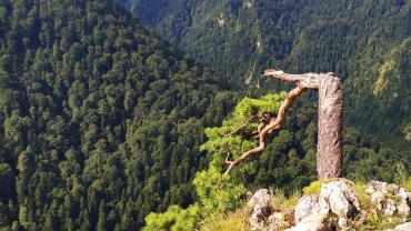 118545002 3460425740662207 8695307872581300628 O