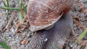 118562521 3460431107328337 8467894919933831782 O