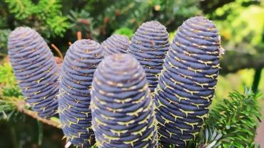 118588225 3460426357328812 9081753111953811575 O