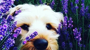 118622163 3460425103995604 5426862467303610189 O