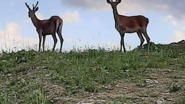 118652629 3460430650661716 1985599330873164215 O