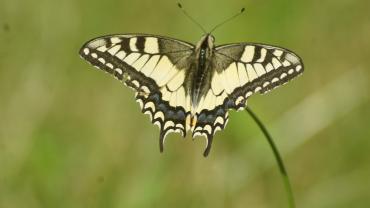 Received 655016038448227