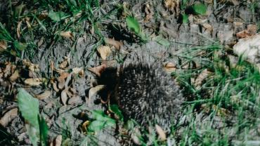 119864138 798946467534692 4613480799783481791 N