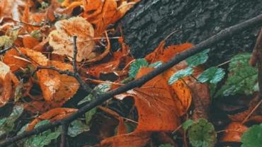 120632265 10214052549386466 312680437412907541 N