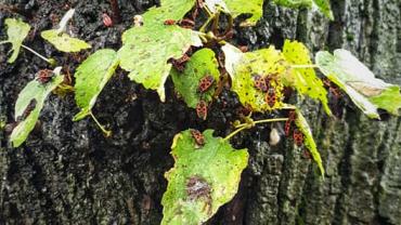 120749743 10214052550786501 1538415796140916916 N