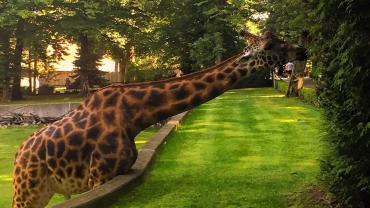 Received 1601296853391593