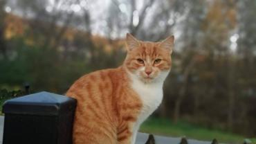 123663813 3676297425741703 914236201905066234 O