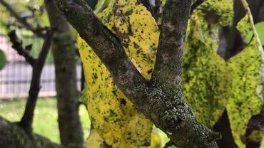 123681399 3676295702408542 4567694701376045814 O