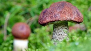 123686012 3676289855742460 8698467124156110259 O