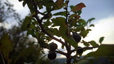 123692001 3676294915741954 1729384976298802313 O