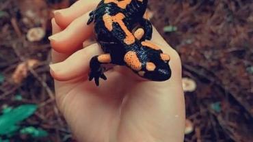 123694377 3676294749075304 5135047546733025391 O