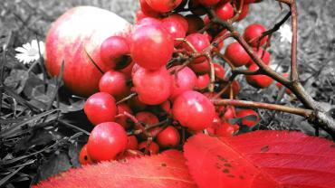 123696918 3676297229075056 6459407308771451324 O