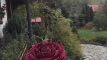 123721130 3676292529075526 2686161698407276350 O