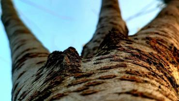 123724765 3676296585741787 5049252041022193599 O