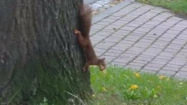 123766646 3676294695741976 3184009747171675705 N