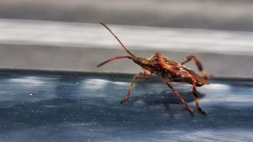 123821304 3676291122409000 5441331150527106664 O