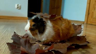 122861323 2793123747612282 3052147296881214940 N