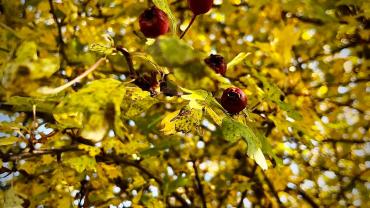 122942678 355613748874979 308047260983086340 N